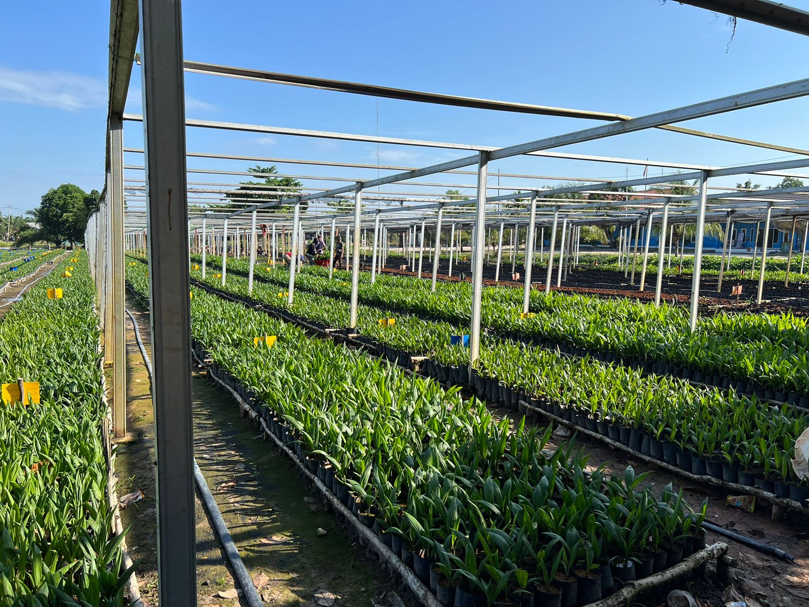 Galeri PT Sentosa Swadaya Mineral 6